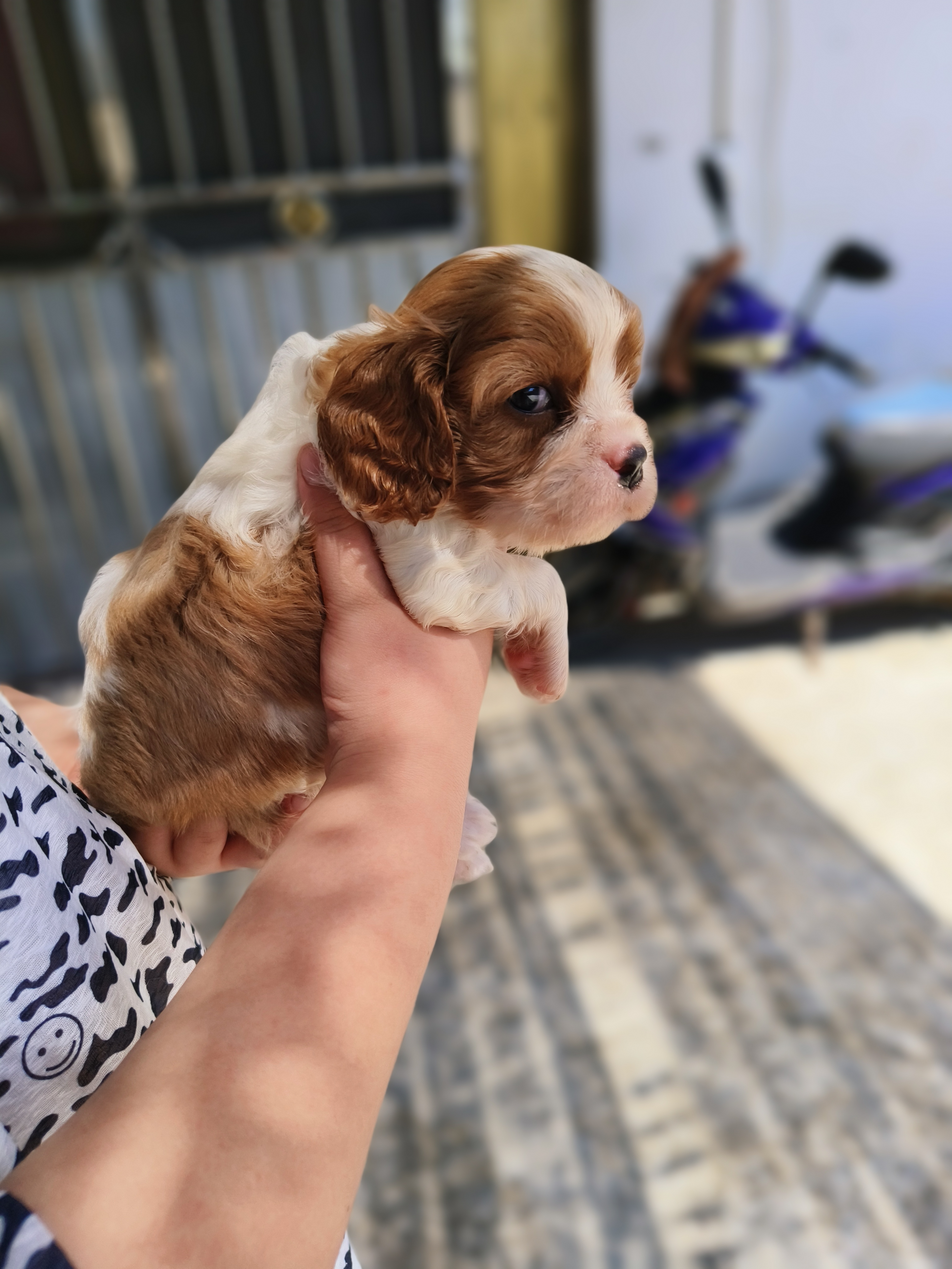骑士查理王小猎犬，三只公崽，疫苗两针